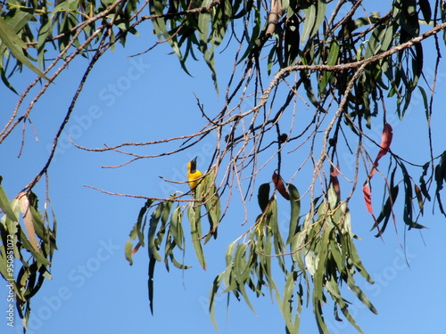 Oriole on a branch with sky in background