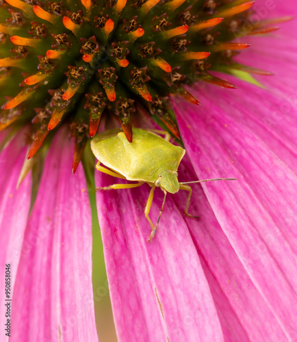 A macro of a bug on a flower
