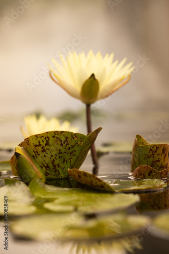 water lily flower