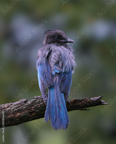 A Stellar's Jar perched on a log