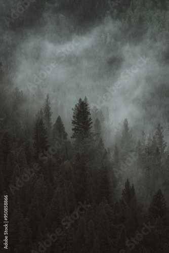fog in the forest