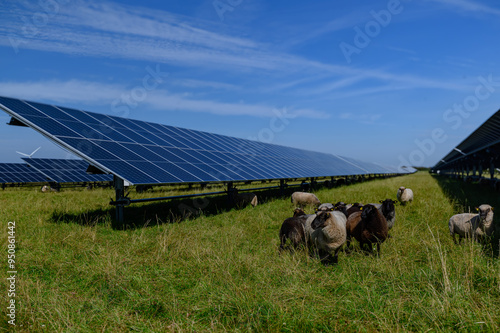 Sheeps standing next to a field of solar panels an windmill in the distance. Agrivoltaics concept that involves the shared use of land for solar parks and sheep grazing.

