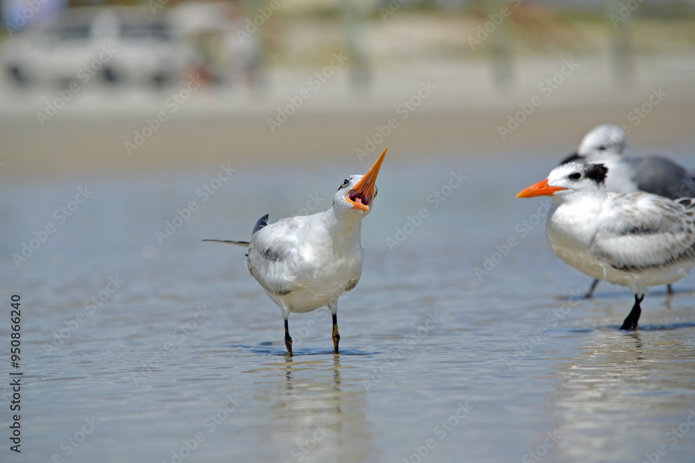 A royal tern standing next to another, in the swash, calling out, with its beak wide open, at Ponce Inlet Beach, Florida A royal tern standing next to another, in the swash, calling out, with its beak wide open, at Ponce Inlet Beach, Florida