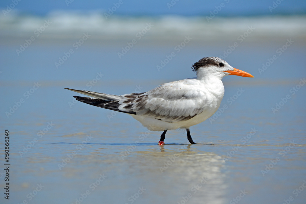 A banded royal tern walking to the right in the swash, crashing waves in the background, at Ponce Inlet Beach, Florida A banded royal tern walking to the right in the swash, crashing waves in the background, at Ponce Inlet Beach, Florida