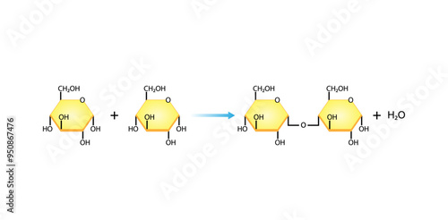 Maltose, malt sugar, chemical structure. Disaccharide Molecule. Glucose Sugar units. Scientific Diagram. Vector Illustration.	

