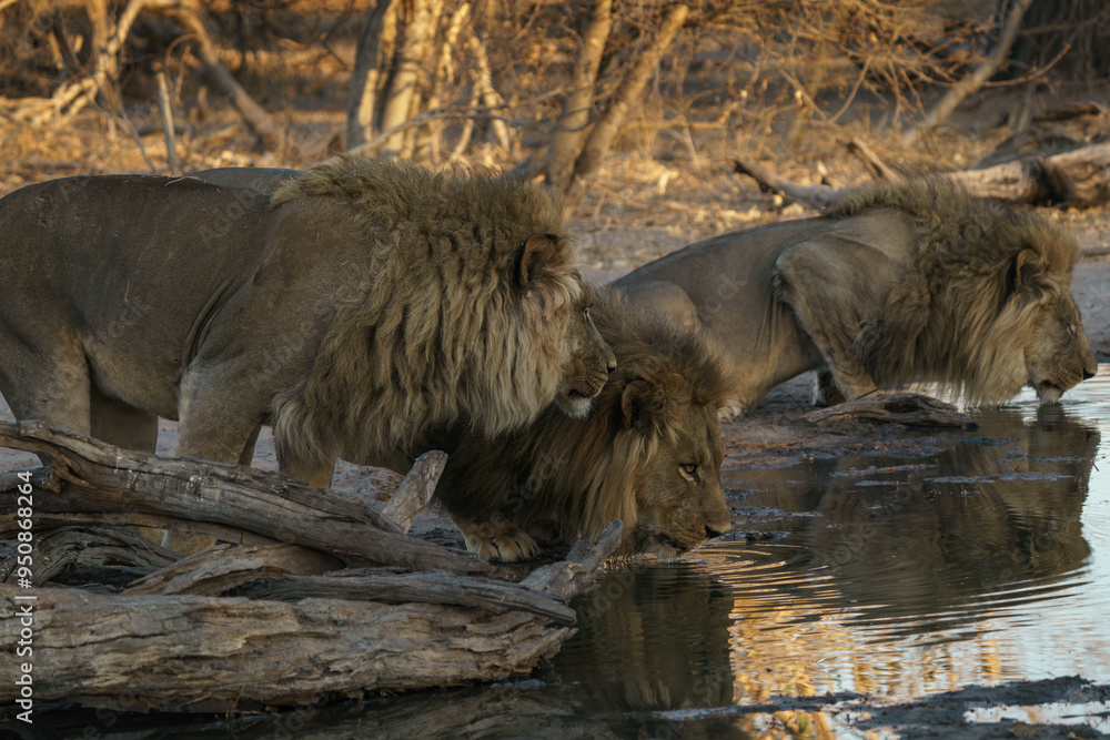 Naklejka premium Three male lions drinking water in the wilderness in Botswana