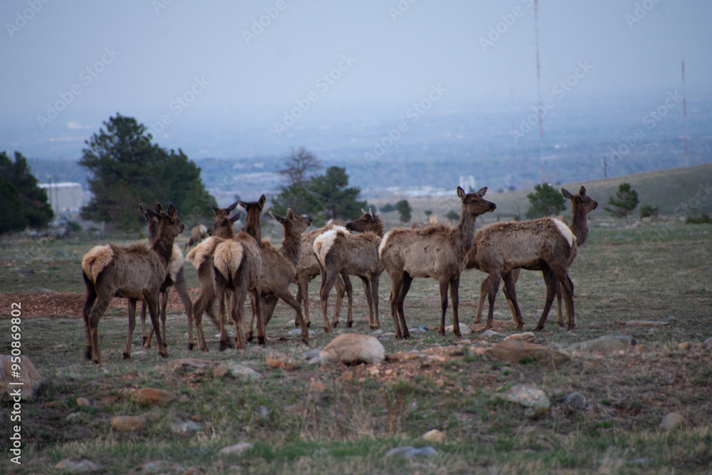 Naklejka premium Elk in a field with a city behind it