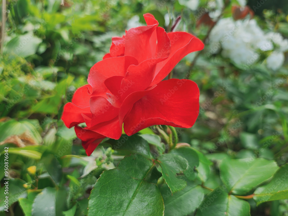 A vivid red rose blossoms against a lush green backdrop, symbolizing beauty and passion. Perfect for nature and floral-themed projects A vivid red rose blossoms against a lush green backdrop, symbolizing beauty and passion. Perfect for nature and floral-themed projects