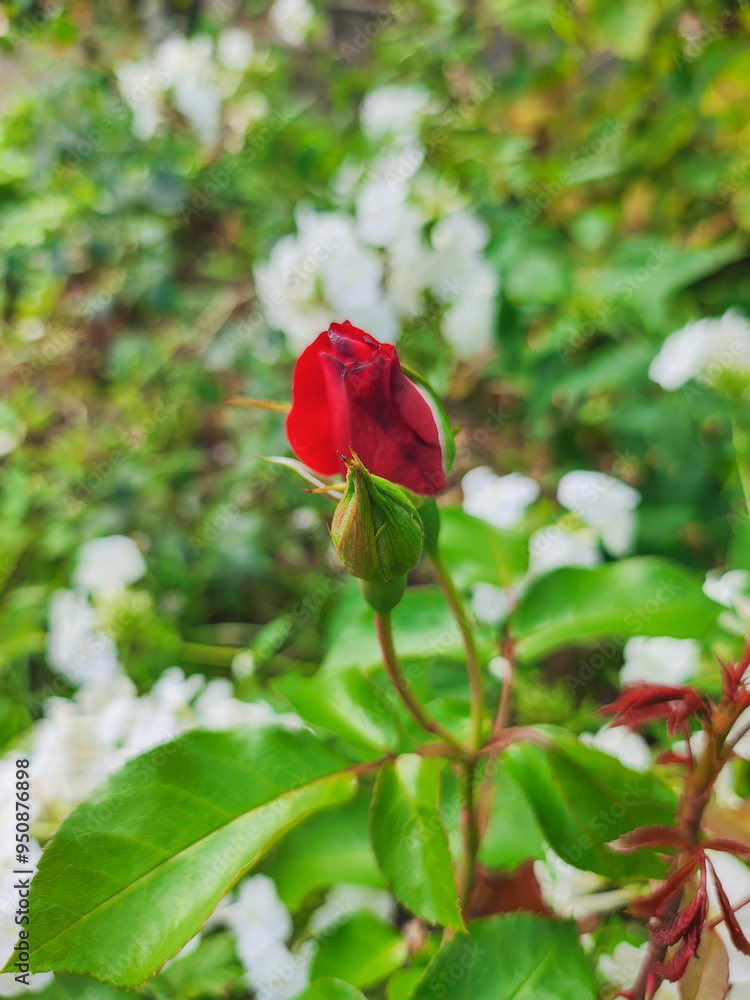 Obraz premium A vibrant red rosebud stands out in a garden of white flowers, symbolizing potential and new beginnings. Perfect for themes of nature, growth, and beauty.