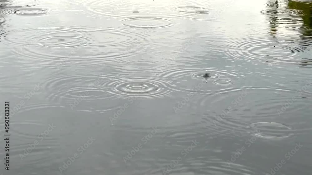 Raindrops on calm water surface in rainy day