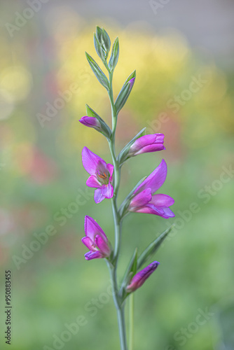 Gladiolus Byzantium