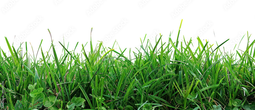 PNG Fresh green grass background PNG Fresh green grass background