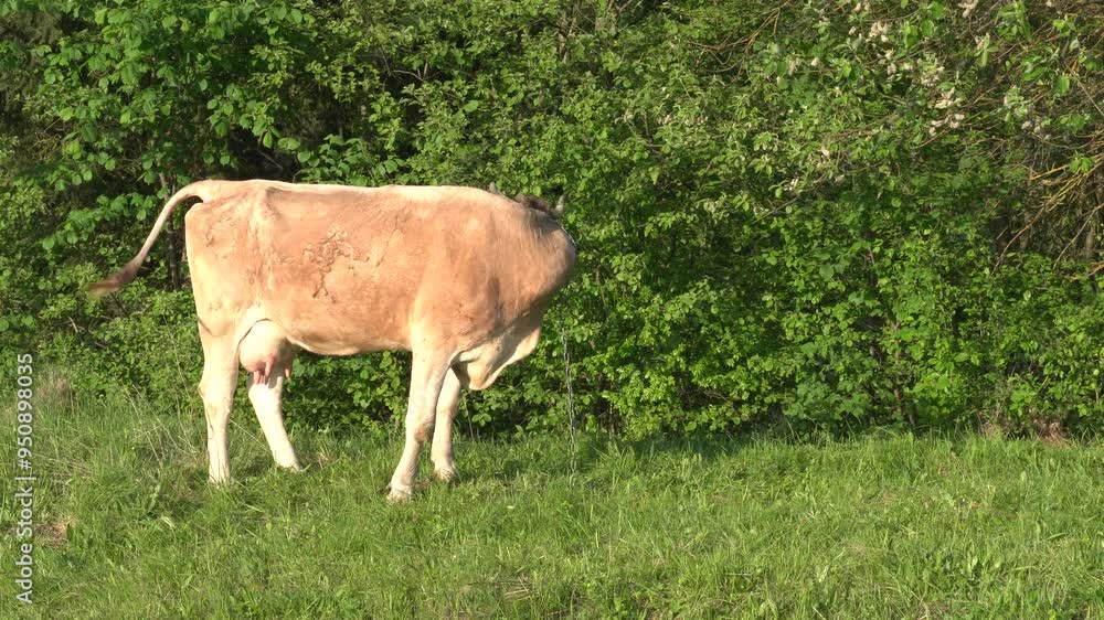 Beige cow is grazing on the lawn in the mountains Beige cow is grazing on the lawn in the mountains