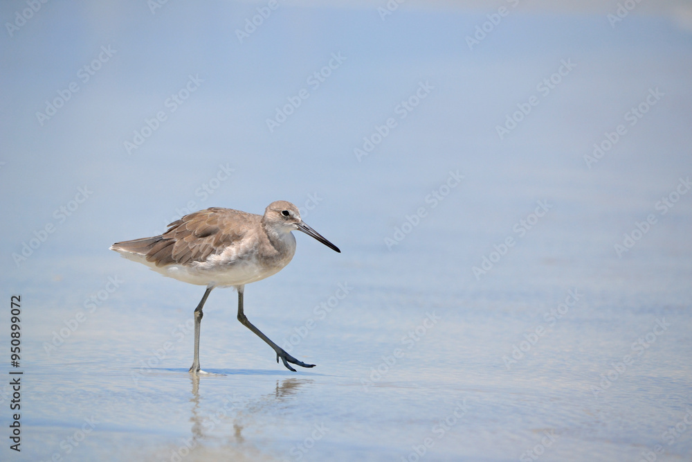A series of photos showing a willet, large sandpiper, foraging for giant sand fleas at the oceans edge in Ponce Inlet Beach, Florida successfully scoring one in the end. A series of photos showing a willet, large sandpiper, foraging for giant sand fleas at the oceans edge in Ponce Inlet Beach, Florida successfully scoring one in the end.