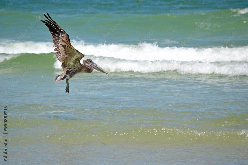 A Juvenile Brown Pelican, its wings outstretched, gliding over the shallow waters in the surf close to the shoreline fishing. A Juvenile Brown Pelican, its wings outstretched, gliding over the shallow waters in the surf close to the shoreline fishing.