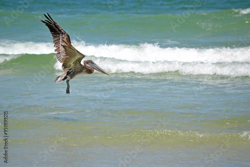 A Juvenile Brown Pelican, its wings outstretched, gliding over the shallow waters in the surf close to the shoreline fishing. 