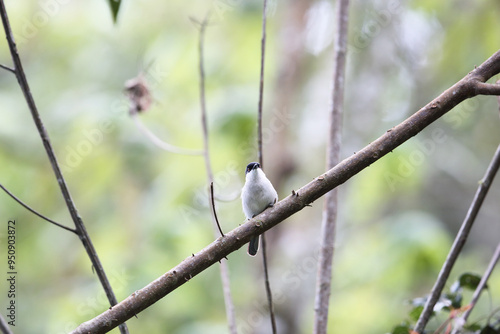 The northern puffback (Dryoscopus gambensis) is a species of bird in the family Malaconotidae. This photo was taken in Nyungwe National Park, Rwanda. photo