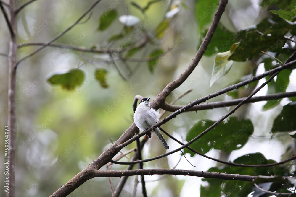 Naklejka premium The northern puffback (Dryoscopus gambensis) is a species of bird in the family Malaconotidae. This photo was taken in Nyungwe National Park, Rwanda.