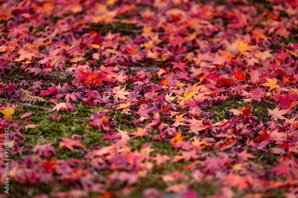 Colorful Fallen Maple Leaves on Mossy Ground Colorful Fallen Maple Leaves on Mossy Ground