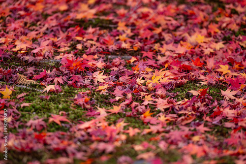 Colorful Fallen Maple Leaves on Mossy Ground