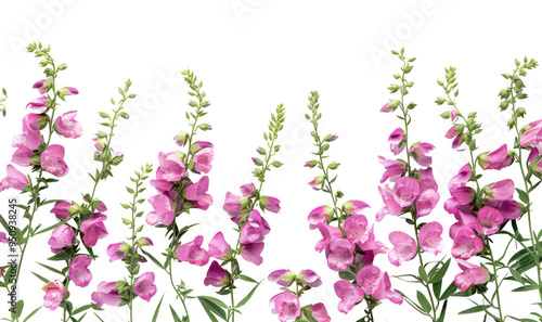 PNG Pink flowers on white background