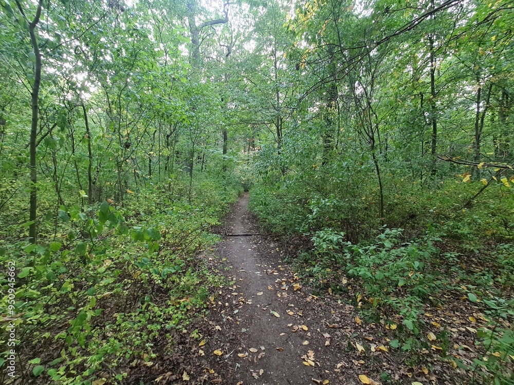 Naturpfad im Plänterwald in Berlin Treptow/Köpenick Naturpfad im Plänterwald in Berlin Treptow/Köpenick