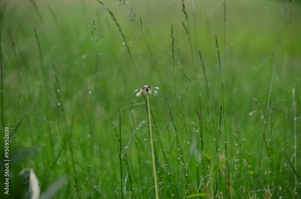 Morning Dew on Grass with Dandelion – Fresh Nature Scene, Dewy Grass, Delicate Dandelion, Serene Outdoor Photography, Natural Beauty Morning Dew on Grass with Dandelion – Fresh Nature Scene, Dewy Grass, Delicate Dandelion, Serene Outdoor Photography, Natural Beauty