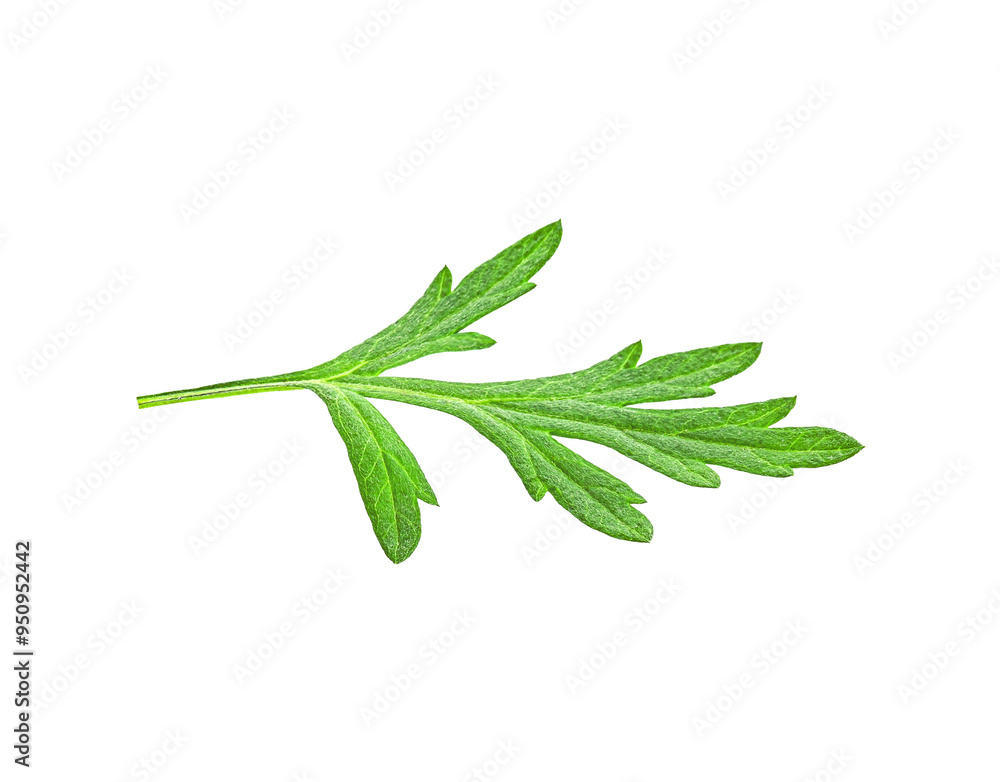 leafChula Lampha Herb