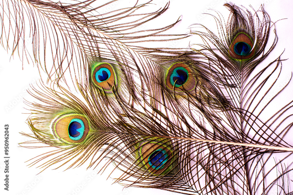 Obraz premium beautiful peacock feather pattern on white background