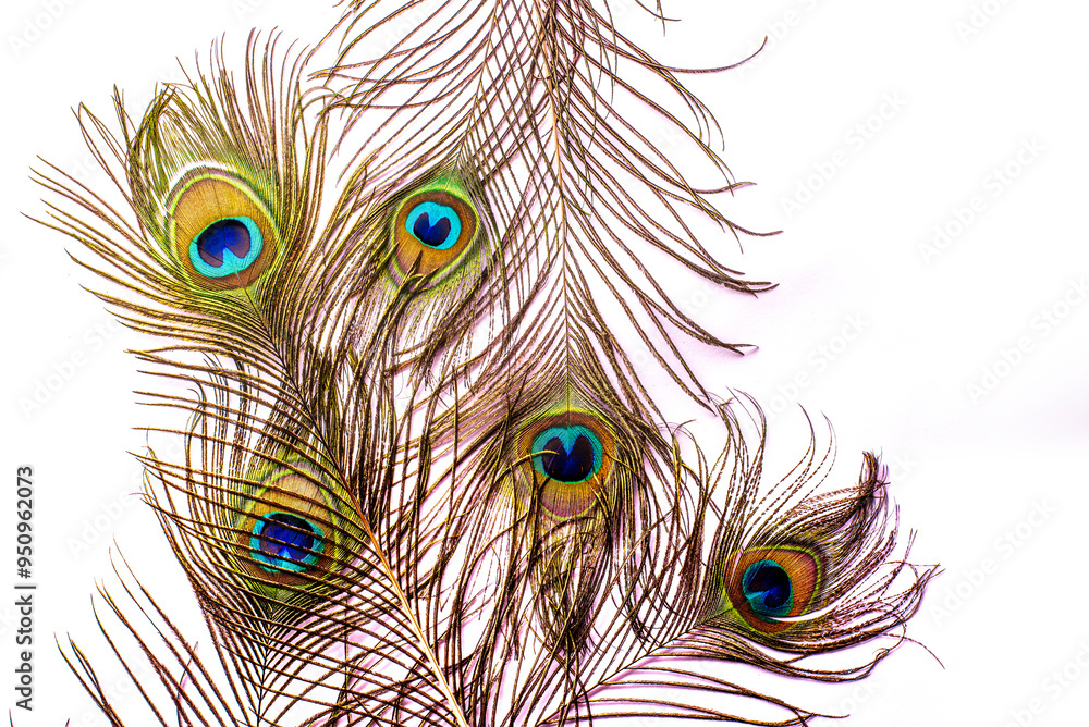 Obraz premium beautiful peacock feather pattern on white background