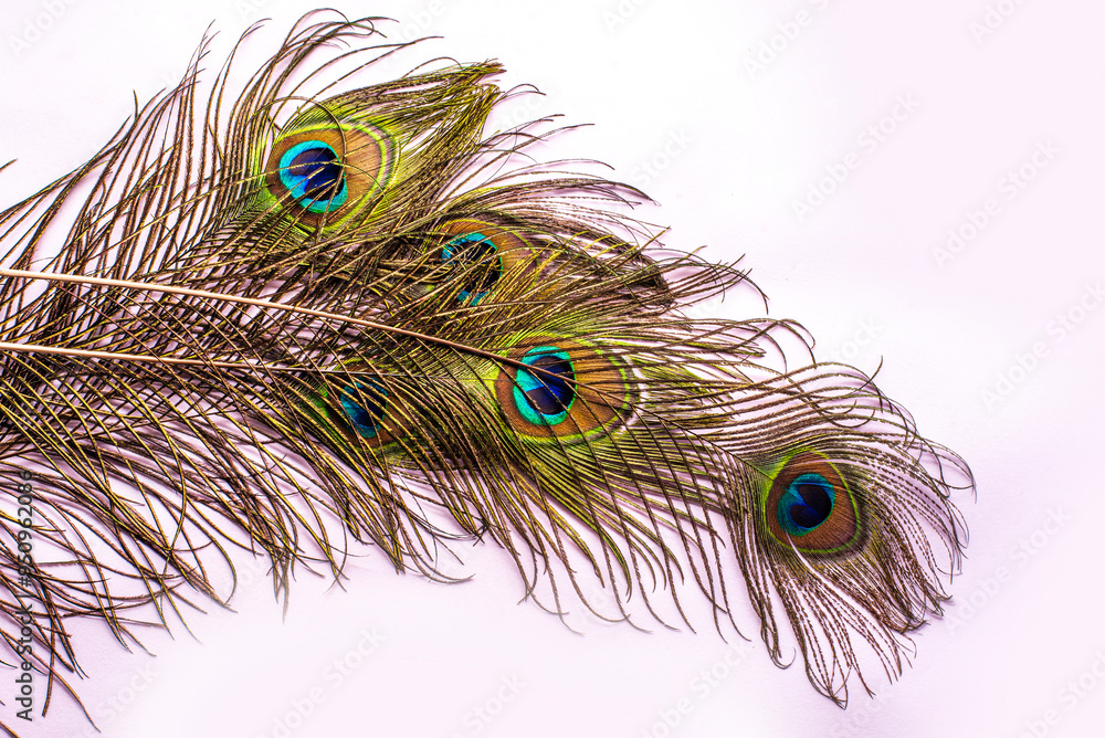 Obraz premium beautiful peacock feather pattern on white background