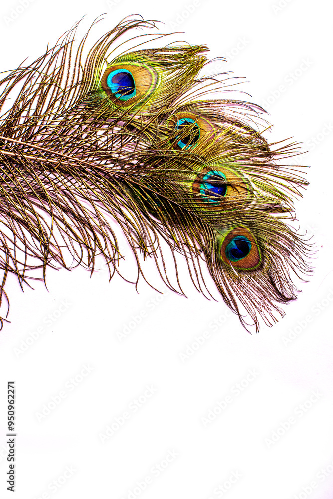 Obraz premium beautiful peacock feather pattern on white background
