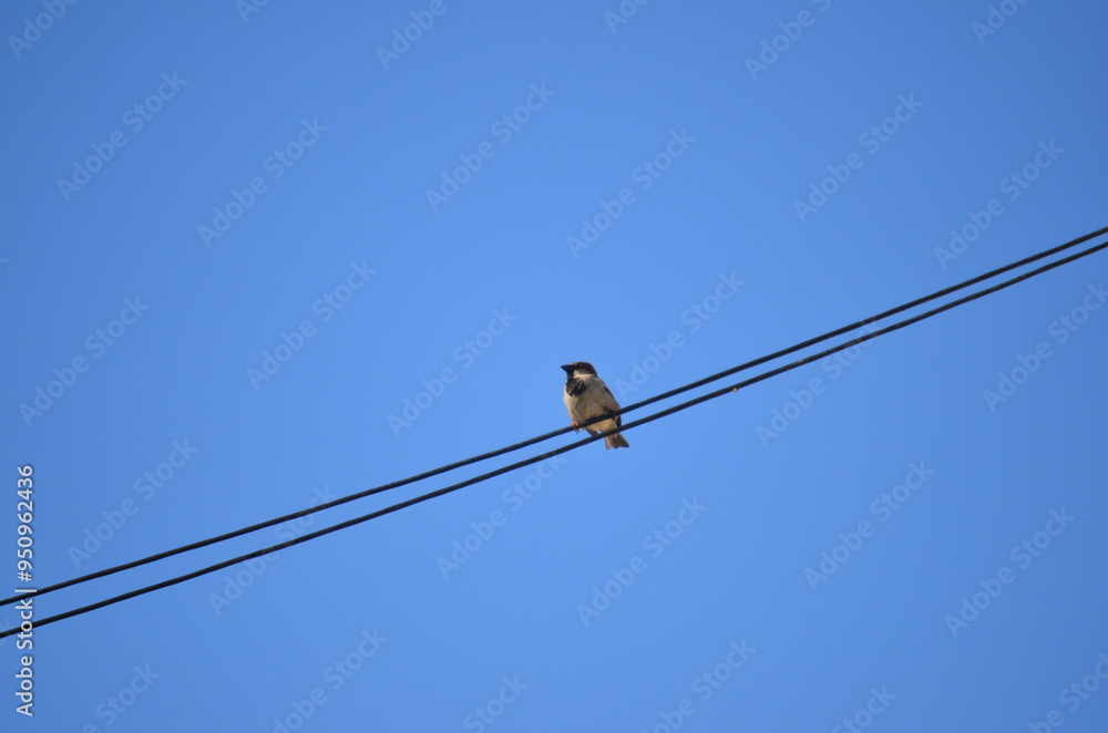 Brown Sparrow on Wire – 6 of 8 Photos, Detailed Wildlife Bird Photography, Small Songbird Perched, Nature Close-Up, Urban Wildlife, Birdwatching Brown Sparrow on Wire – 6 of 8 Photos, Detailed Wildlife Bird Photography, Small Songbird Perched, Nature Close-Up, Urban Wildlife, Birdwatching