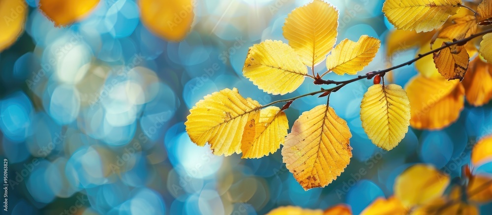 Yellow Leaves In Autumn Season