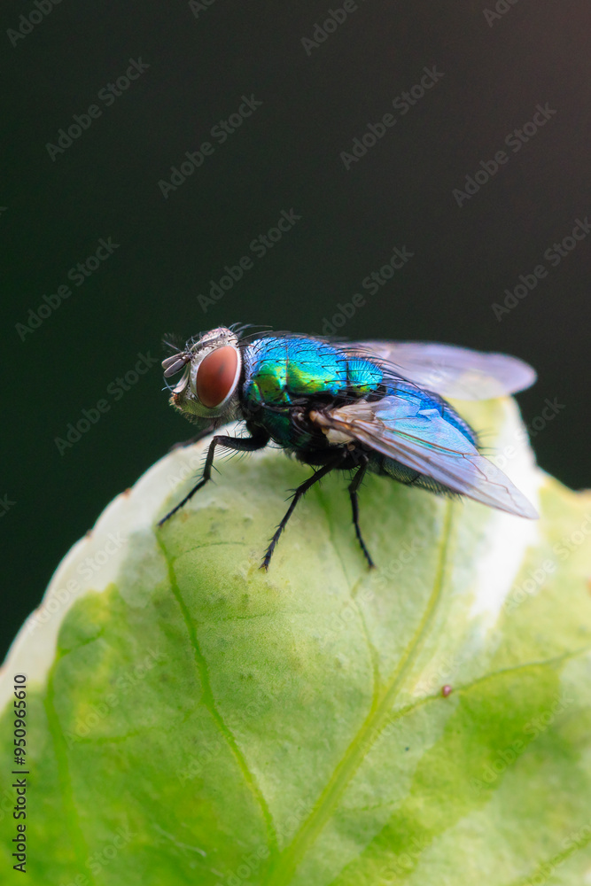 Common green bottle fly, Lucilia sericata, resting Common green bottle fly, Lucilia sericata, resting