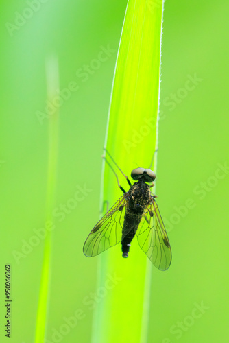 Chrysopilus cristatus, a species of snipe flies, resting on a leaf photo