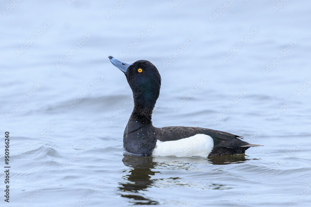 Tufted duck, Aythya fuligula, male display Tufted duck, Aythya fuligula, male display