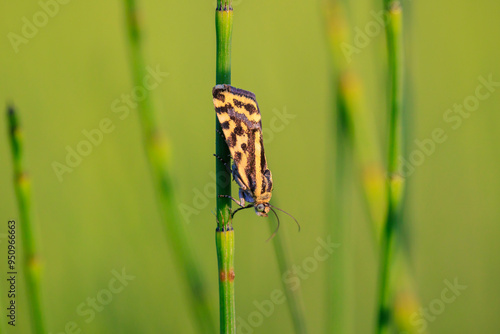 spotted sulphur, acontia trabealis, moth resting in a meadow photo