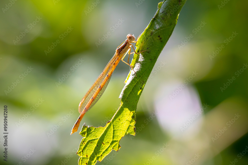 Fototapeta premium Detail closeup of a western willow emerald damselfly Chalcolestes viridis