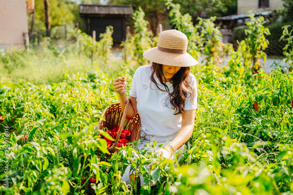 Young caucasian woman harvesting peppers in home garden with basket Young caucasian woman harvesting peppers in home garden with basket