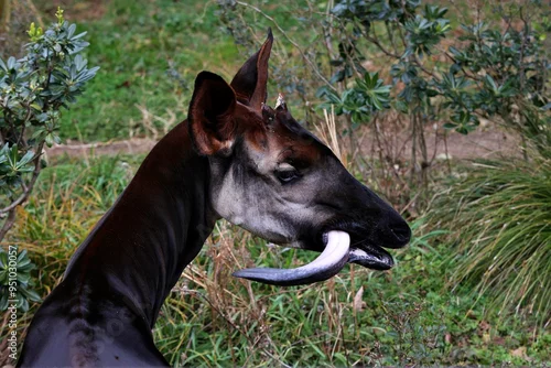 Obraz 長い舌を出したオカピの横顔