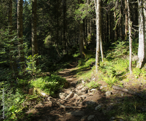 Footpath In The Forest