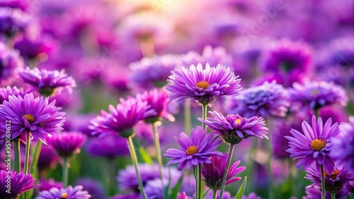 field of flowers with purple flowers isolated in a detailed tilt angle shot photo