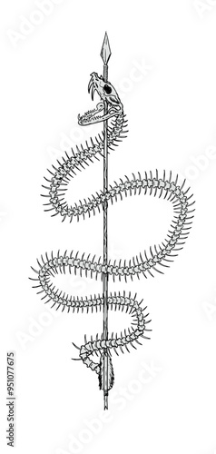 Arrow pierce snake skeleton illustration