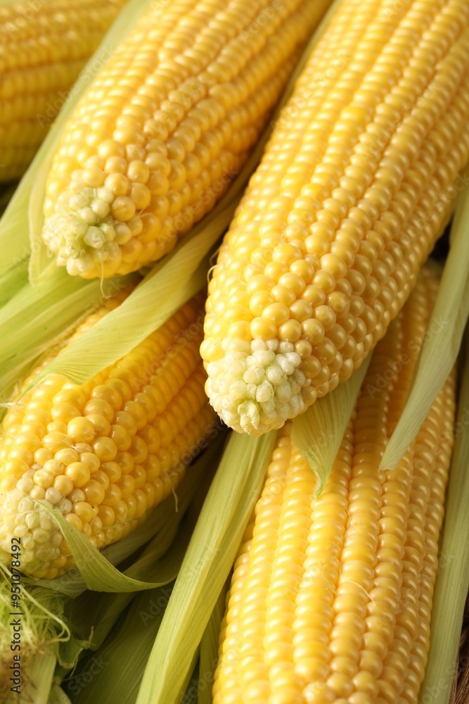 Many fresh ripe corncobs with green husks as background, closeup Many fresh ripe corncobs with green husks as background, closeup