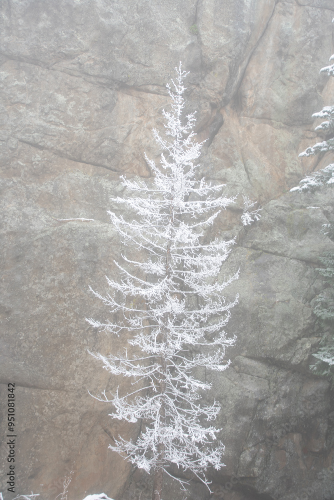 Fototapeta premium Snow Covered Pines Early Spring Snow
