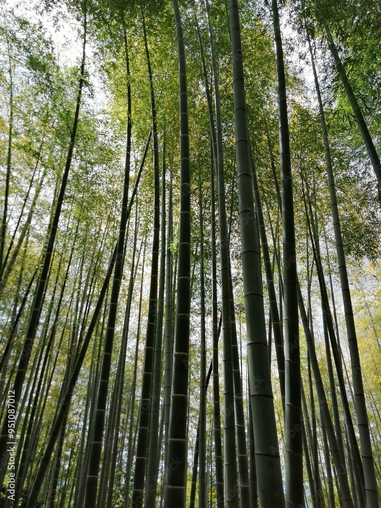 kyoto15 kyoto15