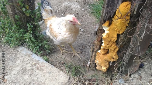 Wallpaper Mural My young rooster likes to peck at the dried mounting foam on the wooden beam of the chicken coop Torontodigital.ca