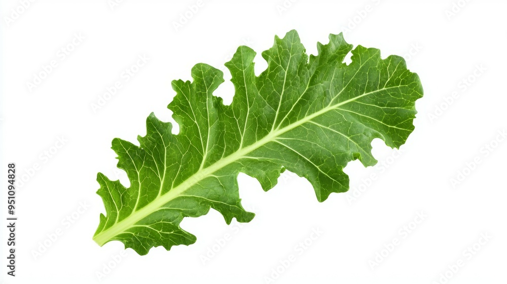 A leafy green vegetable with a stem A leafy green vegetable with a stem
