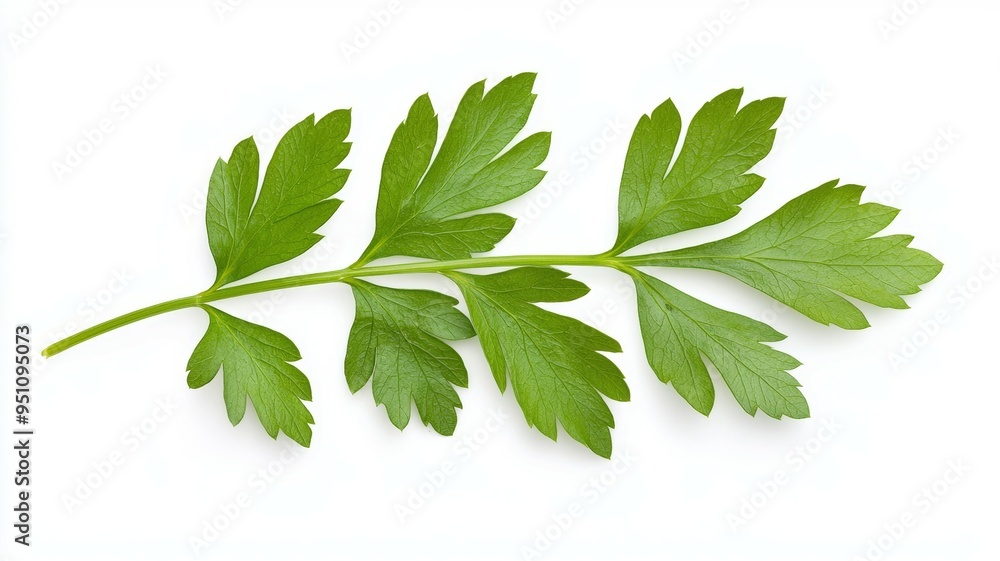 A green leafy plant with many small leaves A green leafy plant with many small leaves